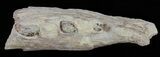 Mosasaur (Platecarpus) Jaw Section - Kansas #61476-2